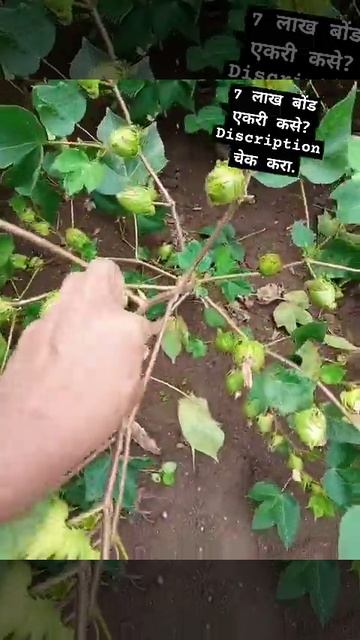 एकरी 700000 ( सात लाख बोंड) कसे ते discription मध्ये चेक करा. #घनलागवडकापूस #गळफांदीकटिंग #shorts смотреть онлайн