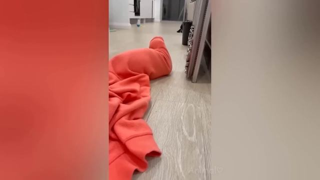 Best Funny Dogs And Cats Videos 😆 - Funniest Animals Videos 2023😂 #9
