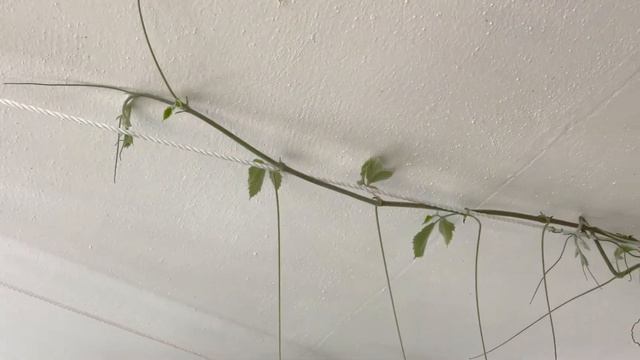 Co sie zmienilo w mojej domowej puszczy..Mega tetrastigma !! смотреть онлайн