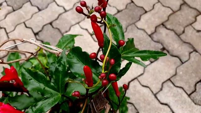 കുറഞ്ഞ പരിചരണം ഇതൊരെണ്ണം മതി പൂപ്പന്തൽ ഒരുക്കാം / ipomoea care смотреть онлайн