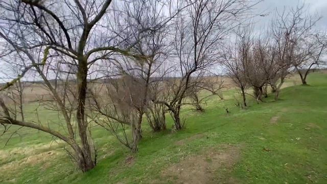 Прогулка в камышах. Переход через болото. Природа болотистых мест смотреть онлайн