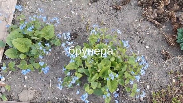 Пять минут в Саду на трех холмах смотреть онлайн