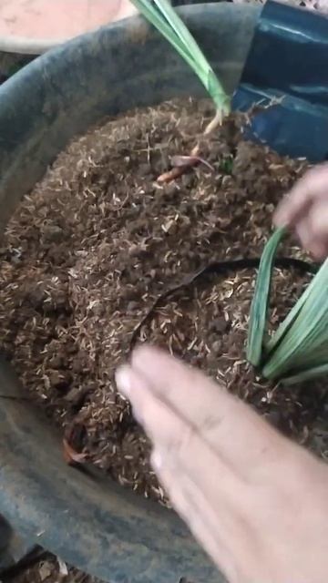 Rare white sansevieria Bantel Sensation snakeplant rehab, #Shorts смотреть онлайн