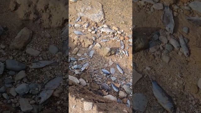 صيد الأسماك | عملنا شاي على الفحم وشوينا ذرة смотреть онлайн