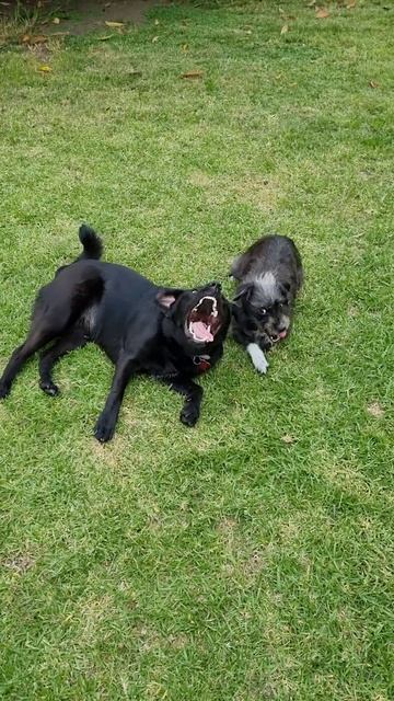 #TapitatheDog y su prima #Morena jugando смотреть онлайн
