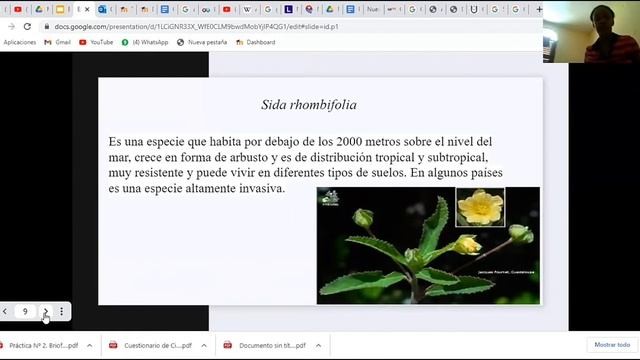 Familia Malvaceae смотреть онлайн
