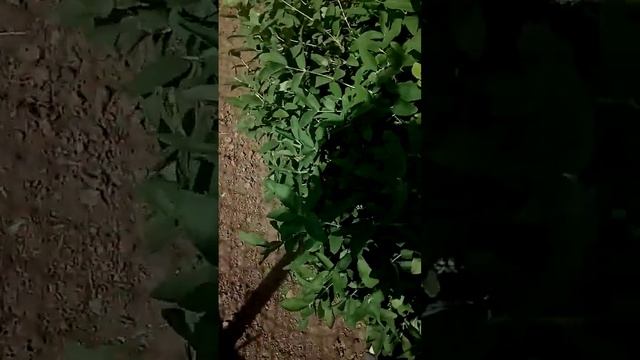 жимолость уже есть! смотреть онлайн
