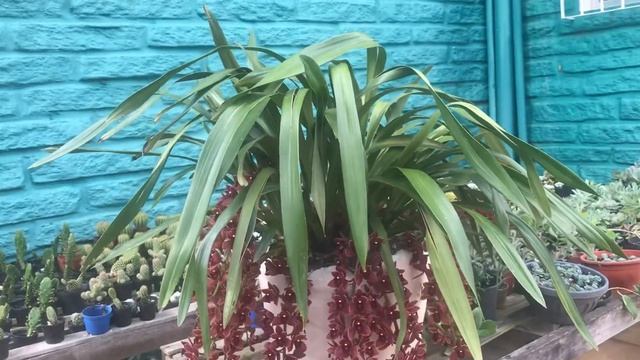 CYMBIDIUM PENDENTE, COM MUITAS HASTES FLORAIS🌹🌹🌹 смотреть онлайн