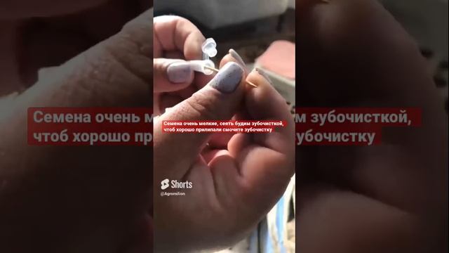 Посев петунии, семена , цветы , катарантусы смотреть онлайн