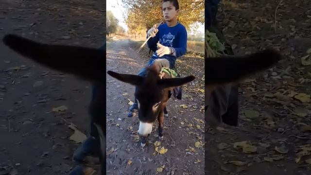 Клип бо хар смотреть онлайн