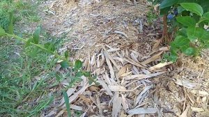 Обзор плантации голубики на 23.07.2022. Царский сорт голубики _Денис Блю_.