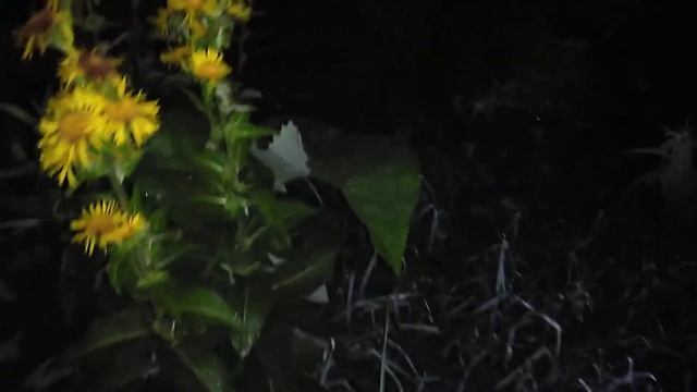 Inula germanica - Девясил Германский смотреть онлайн