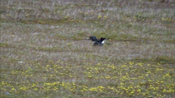 BBC: Величайшие явления природы 1 серия «Великое таяние» (документальный сериал, 2009)