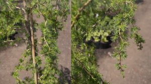 Horstmann's Recurved European Larch