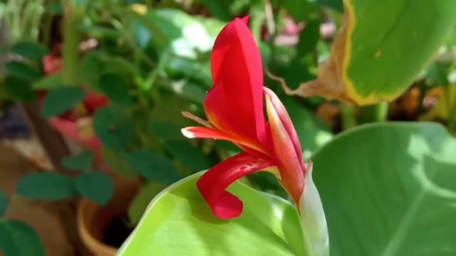 Canna Lily Red | Positive Color Therapy | #bright смотреть онлайн