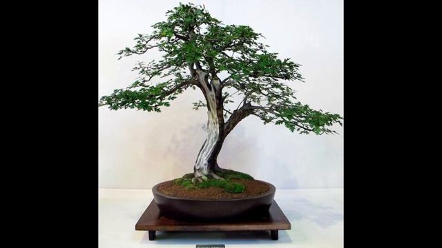 Specimen Hawthorn Bonsai Tree (white flowers and red berries) смотреть онлайн