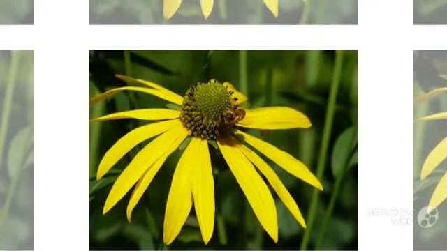 Growing Coneflowers смотреть онлайн