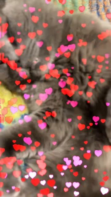 🔴КОТ СМОКИ🔴 смотреть онлайн