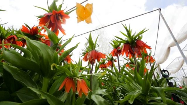 Fritillaria imperialis - Stock Video смотреть онлайн