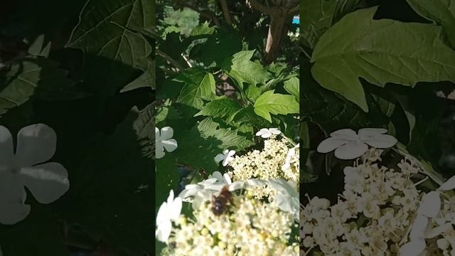 калина смотреть онлайн