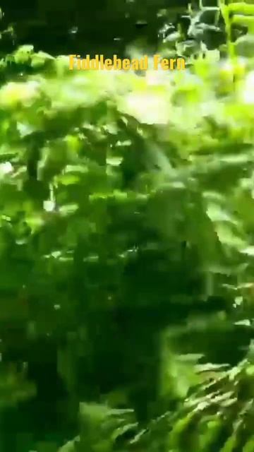 Fiddlehead Fern #trivia #youtubeshorts #youtubesearch смотреть онлайн