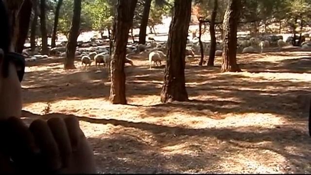 Бараны общаются с людьми смотреть онлайн