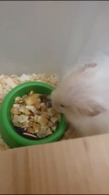 Hamster🐹Хомяк🐹 смотреть онлайн