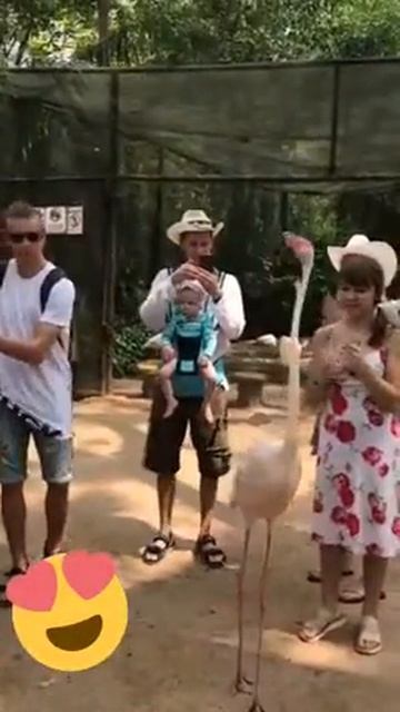 Прикол Фламинго смотреть онлайн