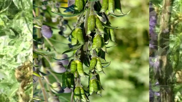 Poisonous Plants 1-2-1, Aconitum napellus, monkshood смотреть онлайн