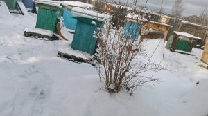 На полевой пасеке 15.02.2025