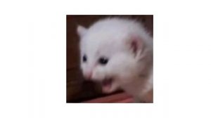 Backstabber - Kesha (Speed up)