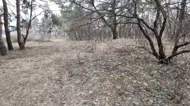 В весеннем лесу под Воронежем, 29 03 24г смотреть онлайн