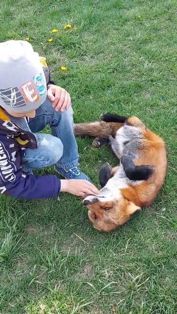 ЛисЯша виляет хвостом смотреть онлайн