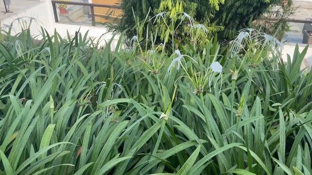 Beach Spider Lily смотреть онлайн
