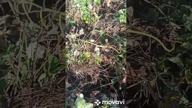 Сельская жизнь в радость. Пересадка ремонтантной земляники смотреть онлайн