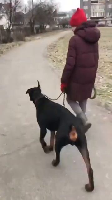 До: собака тянет поводок, бежит впереди. После: идет рядом, не тянет поводок #shorts смотреть онлайн