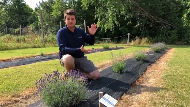 Lavender Field Update смотреть онлайн