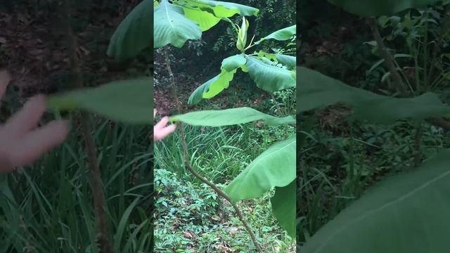 Big Leaf Magnolia смотреть онлайн