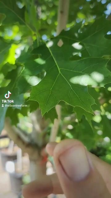 the best fall foliage tree for South Central Texas: The Red Oak! #trees #landscaping #gardening смотреть онлайн