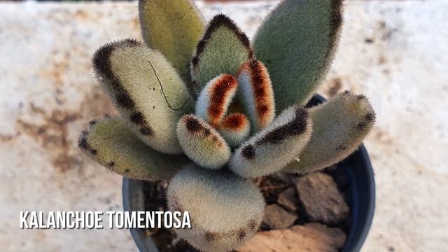 19 Suculentas de Sol Pleno | 19 Full Sun Succulents смотреть онлайн