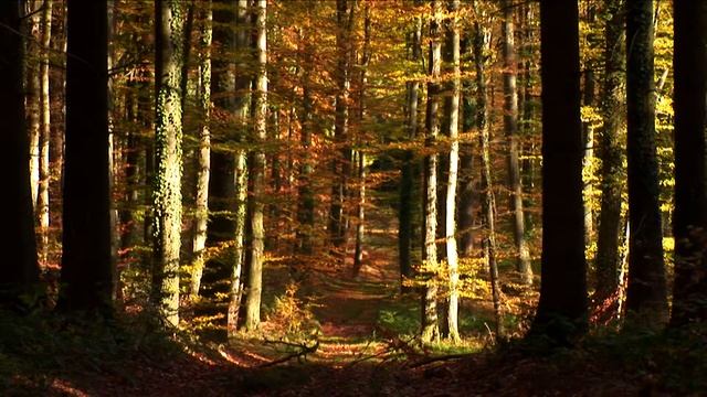 1000002101 Hn00002 Jn0511 Herbst Wald Wald,weg,blaetter,herbst