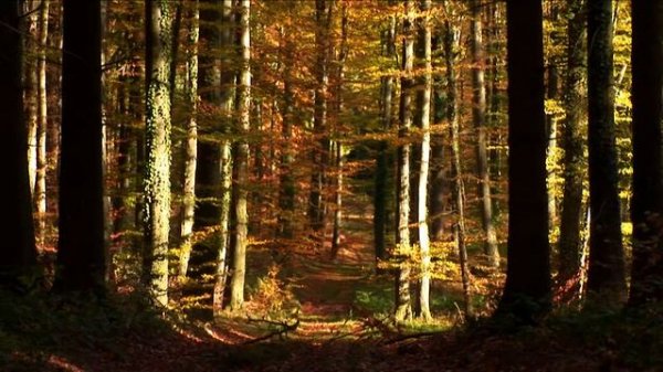 1000002101 hn00002 jn0511 herbst wald wald,weg,blaetter,herbst