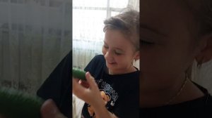 Собираем урожай огурцов! Вырастили дома на подоконнике.  ОКОШКО F1