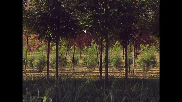 Autumn Leaves 🍂 PLUS Tree Planting and Care Tips | Garden Style (902) смотреть онлайн