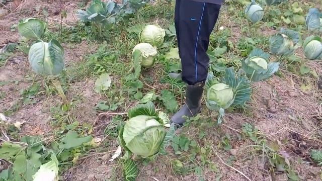 Капустный десант - 2017 смотреть онлайн