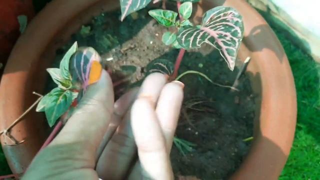 20 Colorful FOLIAGE Plants which can make ur GARDEN look more beautiful/रंगबिरंगे पत्तोंवाले पौधे смотреть онлайн