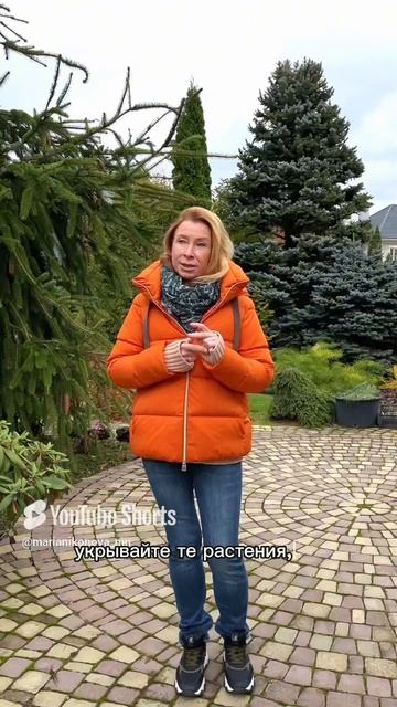 Весеннее подгорание хвойных. смотреть онлайн