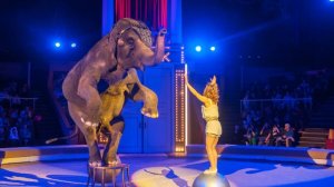 Цирк « Девочка и слон» Сочи