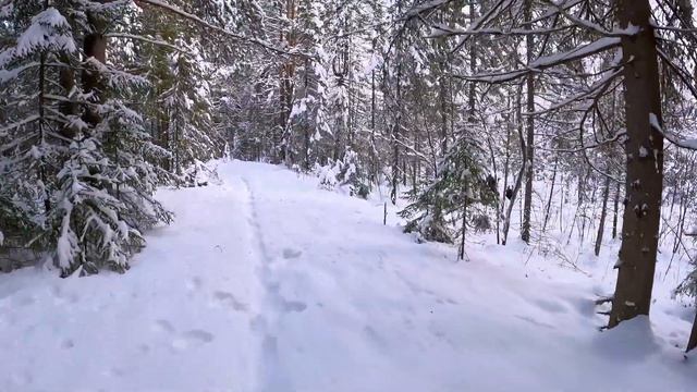 Нижний пруд и тропа здоровья в окрестностях г.Кирс. Прогулка по зимнему лесу. смотреть онлайн