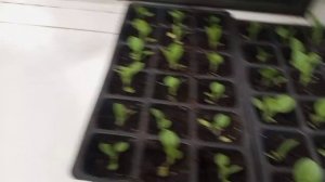 выбрал табак для посадки в этом году Берли КУ-15, рассада без досвечивания